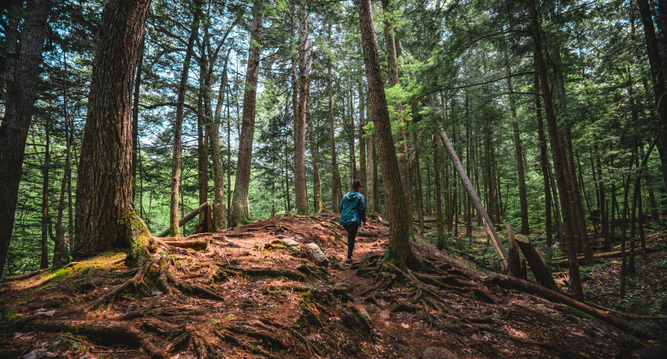 A person hiking in a forest on the White Mountains Range in New Hampshire, the US
