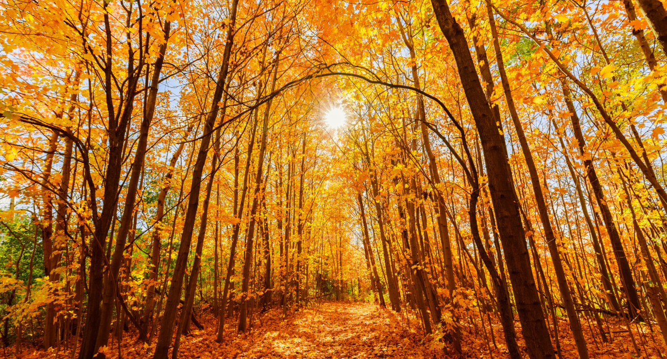 amazing gorgeous inviting view of yellow golden color autumn forest on sunny warm great day
